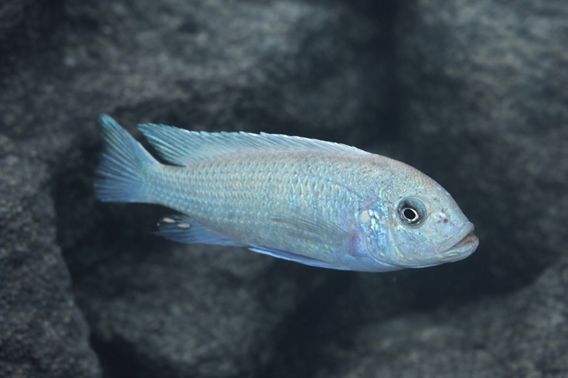 Maylandia callainos 'Puulu'